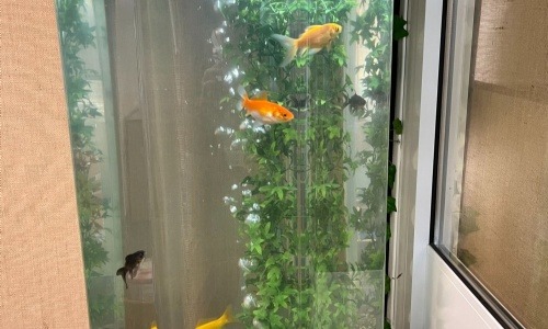 Exciting new fish tank sponsored by local businesses!